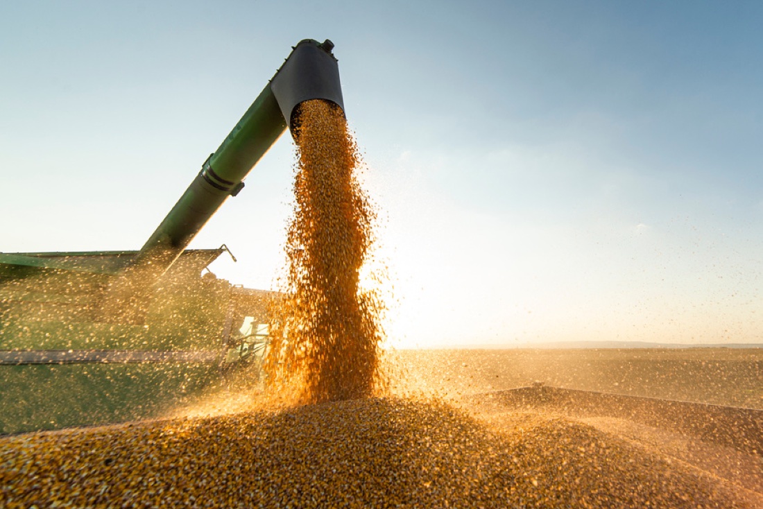 Grain auger pouring corn at sunset