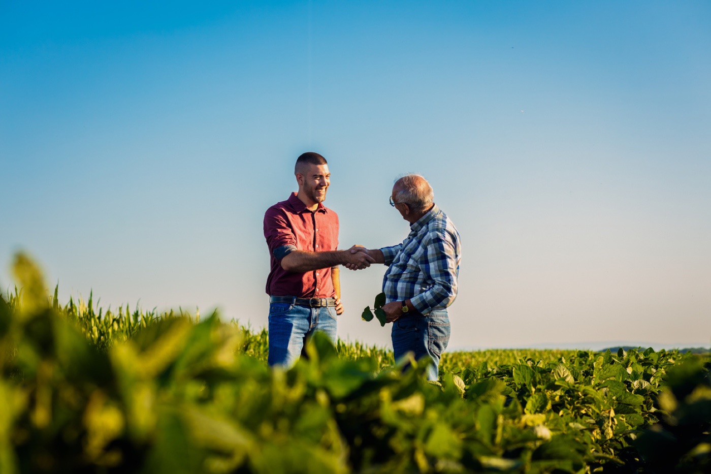 Two farmers shaking hands in a green soybean field at golden hour